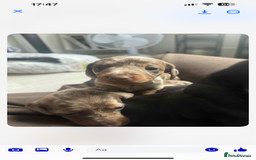 Dachshund dogs for sale: 1 boy 3 girls  - Image 6