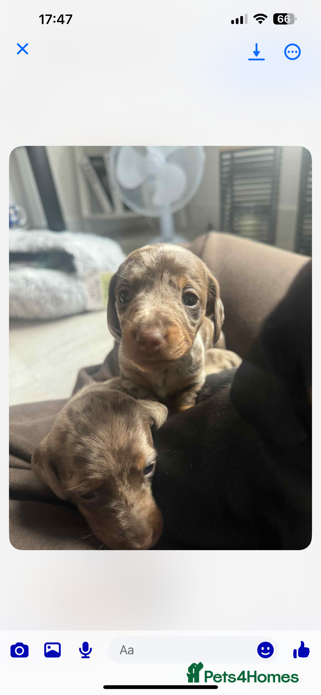 Dachshund dogs for sale: 1 boy 3 girls  - Image 6
