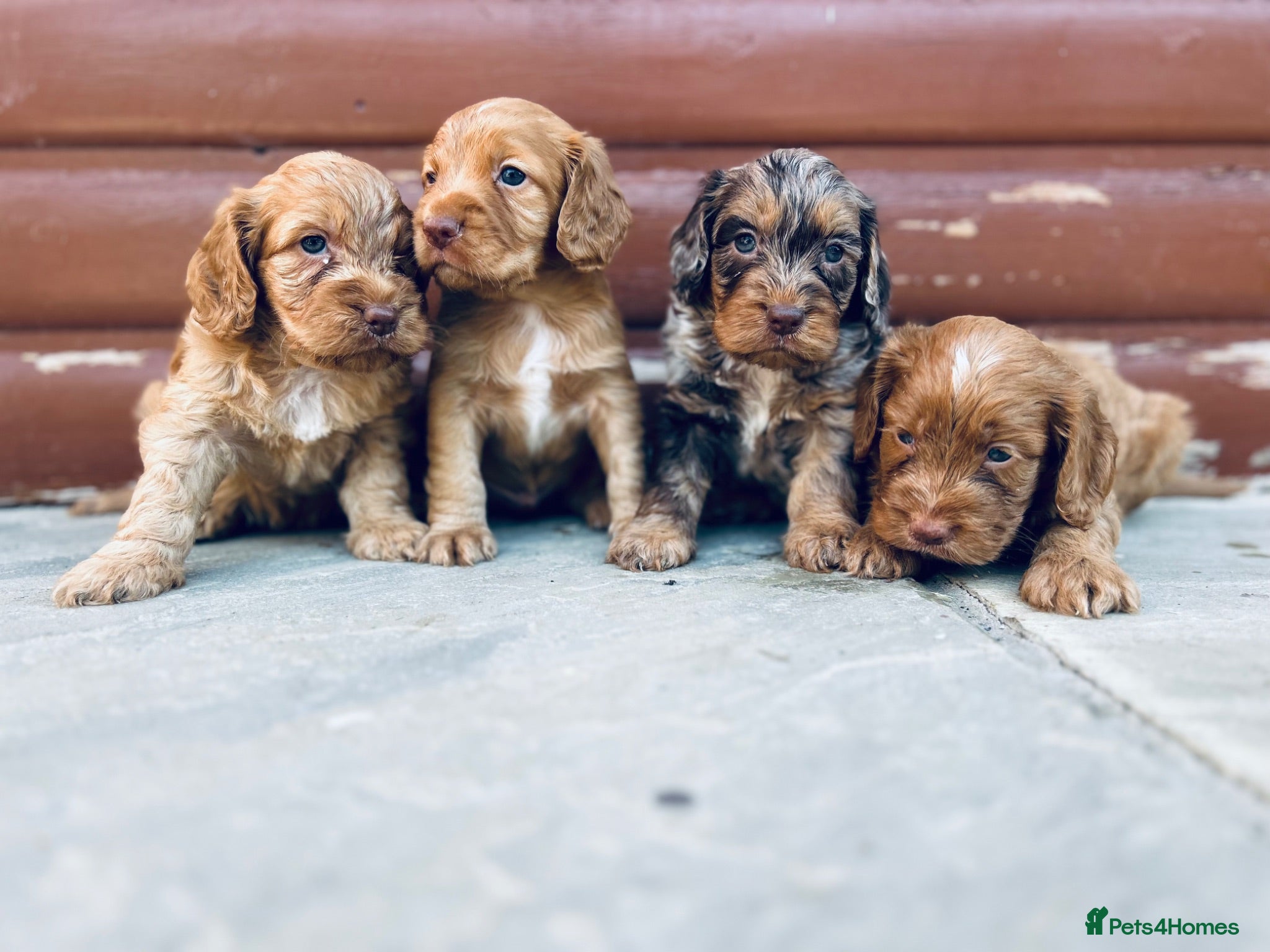 Cocker Spaniel dogs Stunning cocker spaniel puppies  - Advert 2