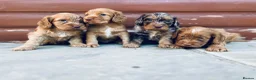 Cocker Spaniel dogs for sale: Stunning cocker spaniel puppies  - Advert 2