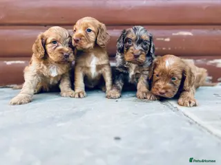 Cocker Spaniel dogs Stunning cocker spaniel puppies - Advert 2