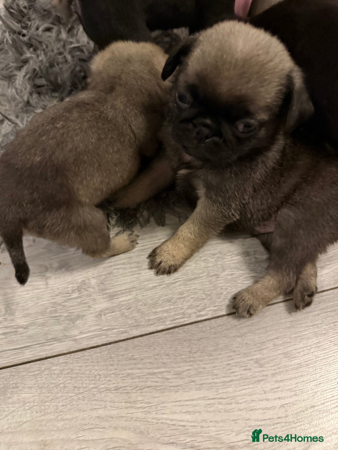 Pug dogs for sale: Pure pug puppies  - Advert 5