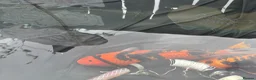 Koi Carp fish for sale: Koi carp - Advert 16