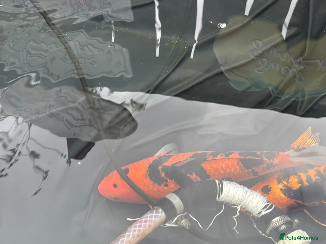 Koi Carp fish for sale: Koi carp - Advert 16