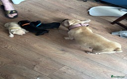French Bulldog dogs for sale: French bulldog puppies  - Image 1