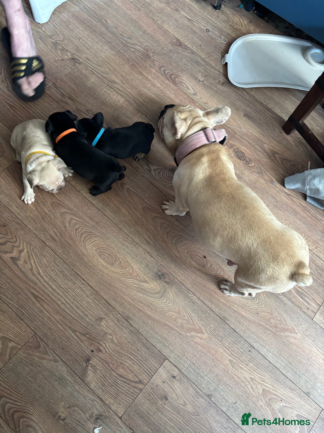 French Bulldog dogs for sale: French bulldog puppies  - Image 1