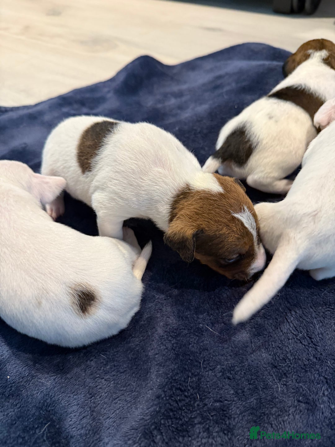 Parson Russell dogs for sale: 3 Male Parson Jack Russell’s for sale  - Image 3
