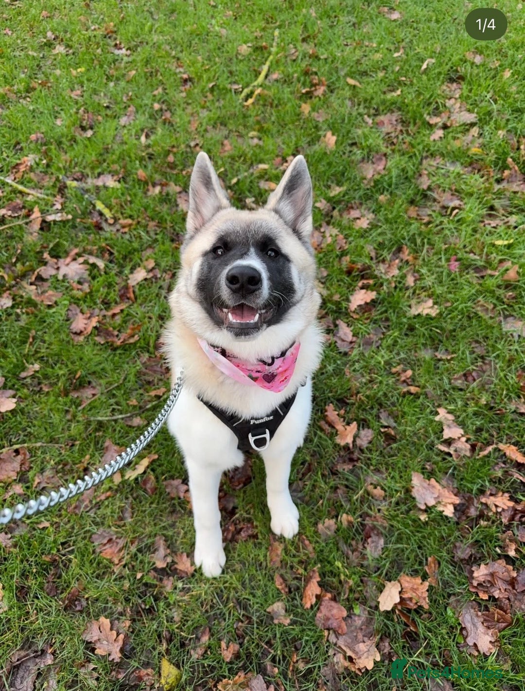 Akita dogs for sale: SADIE🐾 My beautiful 7 month old American Akita - Advert 6