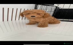 Poochon dogs for sale: Ready now, 1 boy and 1 girl Toy Poochon - Image 6