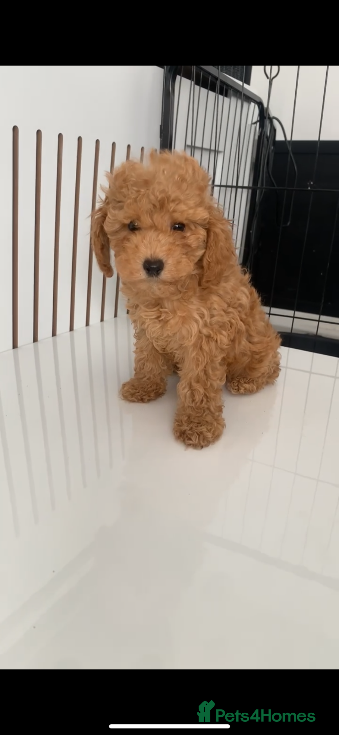 Poochon dogs for sale: Ready now, 1 boy and 1 girl Toy Poochon - Image 6