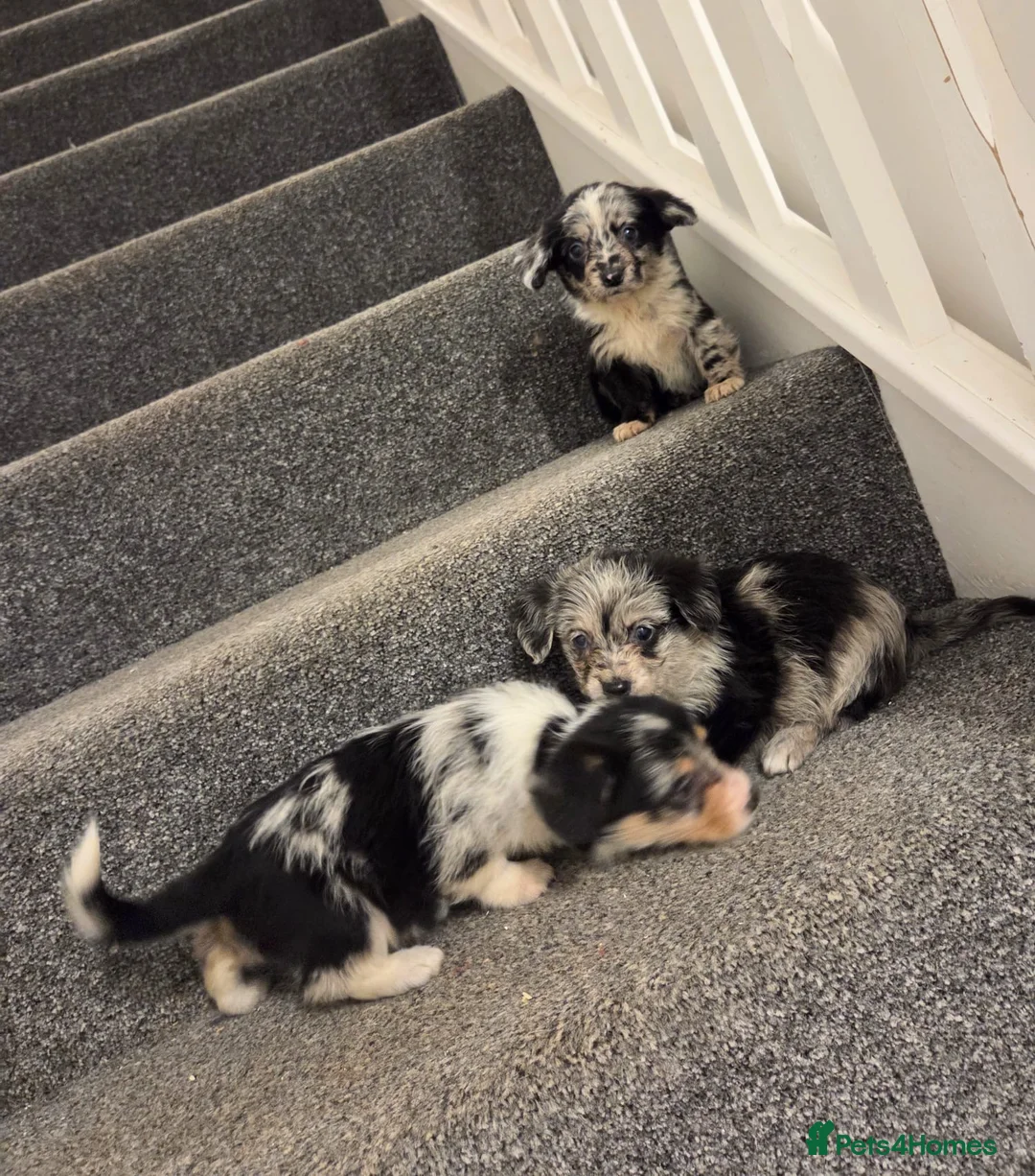 Mixed Breed dogs for sale: Superb CorgiPoo Puppies  - Advert 6