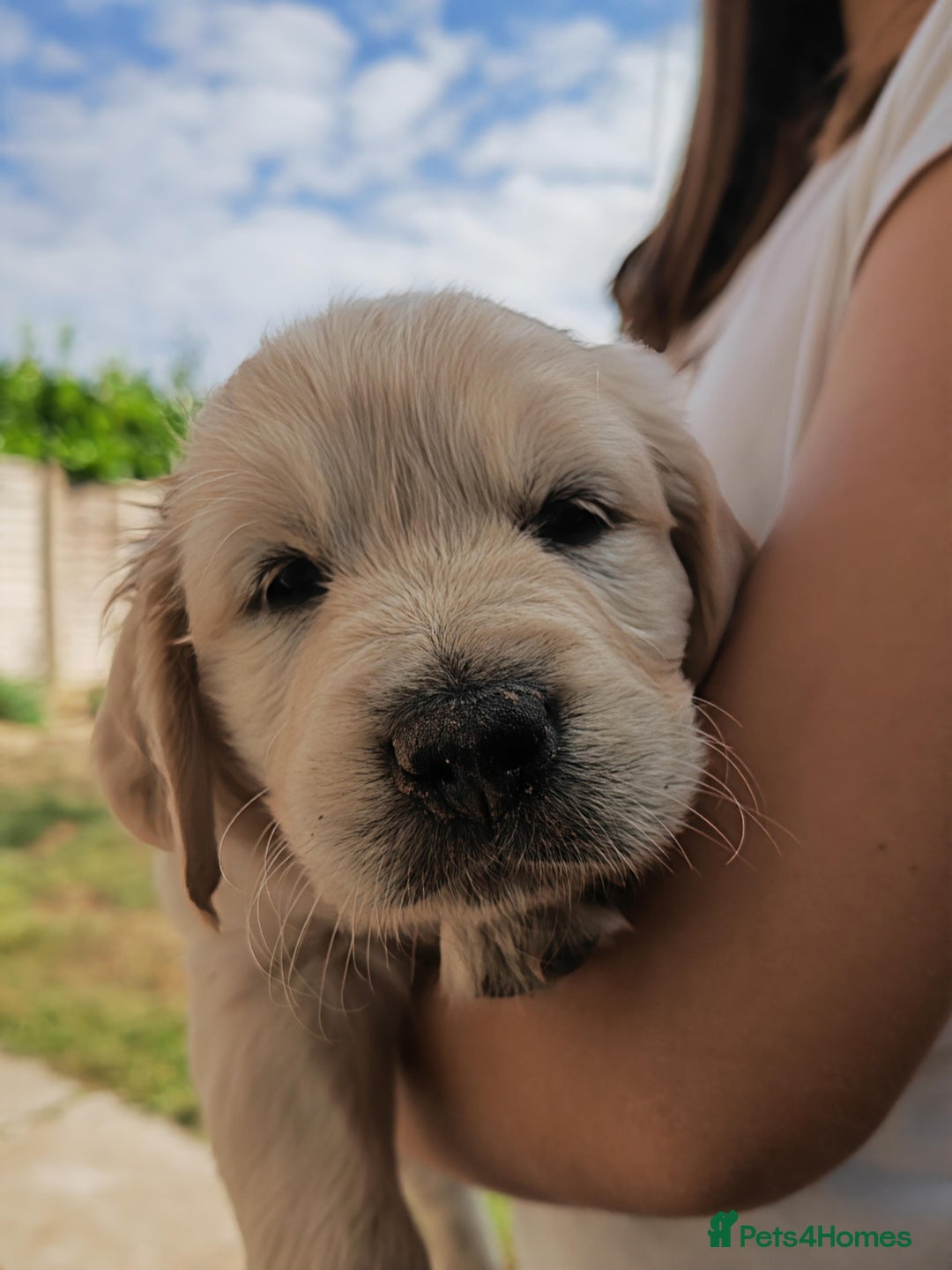 Golden Retriever dogs for sale: Gorgeous Golden Retriever Puppies  - Image 14