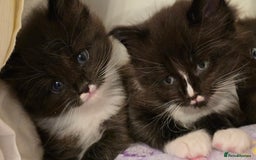 Maine Coon cats for sale: Maine Coon X Ragdoll  - Advert 10