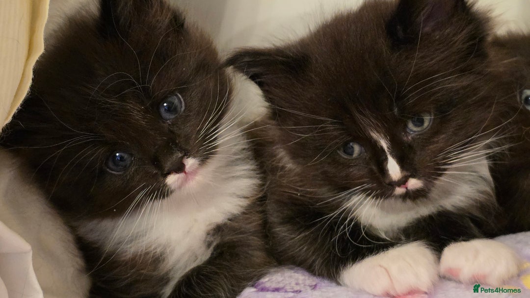 Maine Coon cats for sale: Maine Coon X Ragdoll  - Advert 10