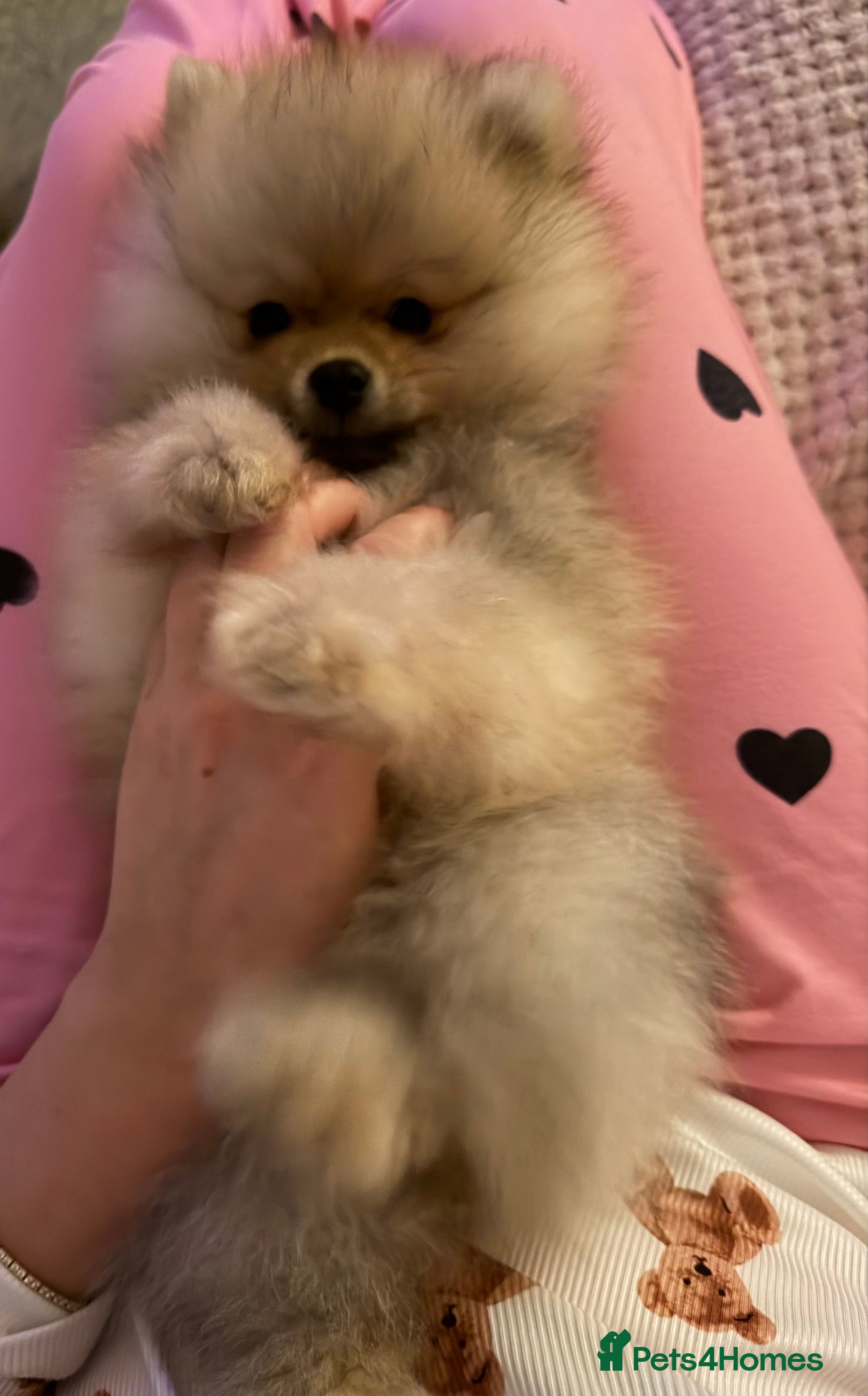 Pomeranian dogs Fluffy Pomeranian Boys Full of Love  - Advert 8