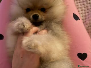 Pomeranian dogs Fluffy Pomeranian Boys Full of Love - Advert 8