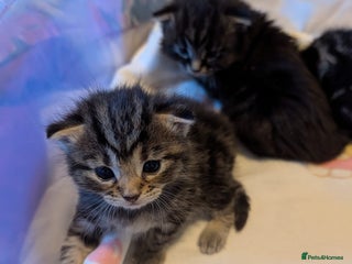 Mixed Breed cats for sale - Advert 1