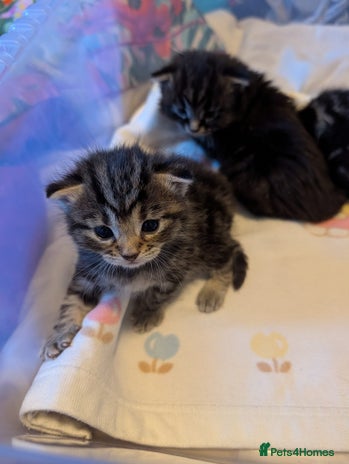 Mixed Breed cats - Advert 2