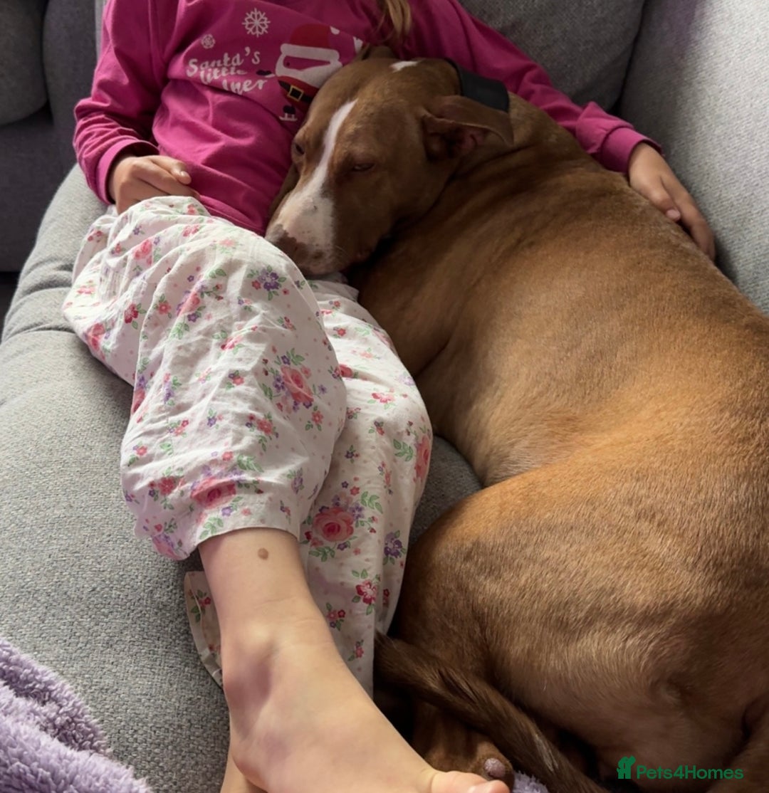 Mixed Breed dogs for sale: Bull x greyhound 💖 - Advert 4