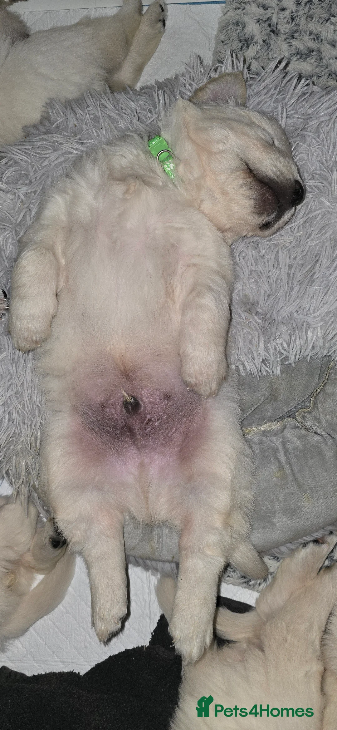 Golden Retriever dogs for sale: Adorable white Golden Retriever - Advert 28