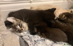 Ragdoll cats for sale: Beautiful Ragdoll/Bengal cross - Image 4