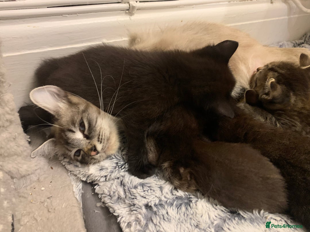 Ragdoll cats for sale: Beautiful Ragdoll/Bengal cross - Image 4