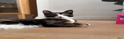 Mixed Breed cats for sale: 2 sister kittens available for forever homes - Advert 8