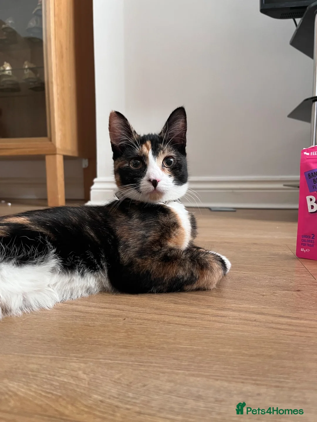 Mixed Breed cats for sale: 2 sister kittens available for forever homes - Advert 8