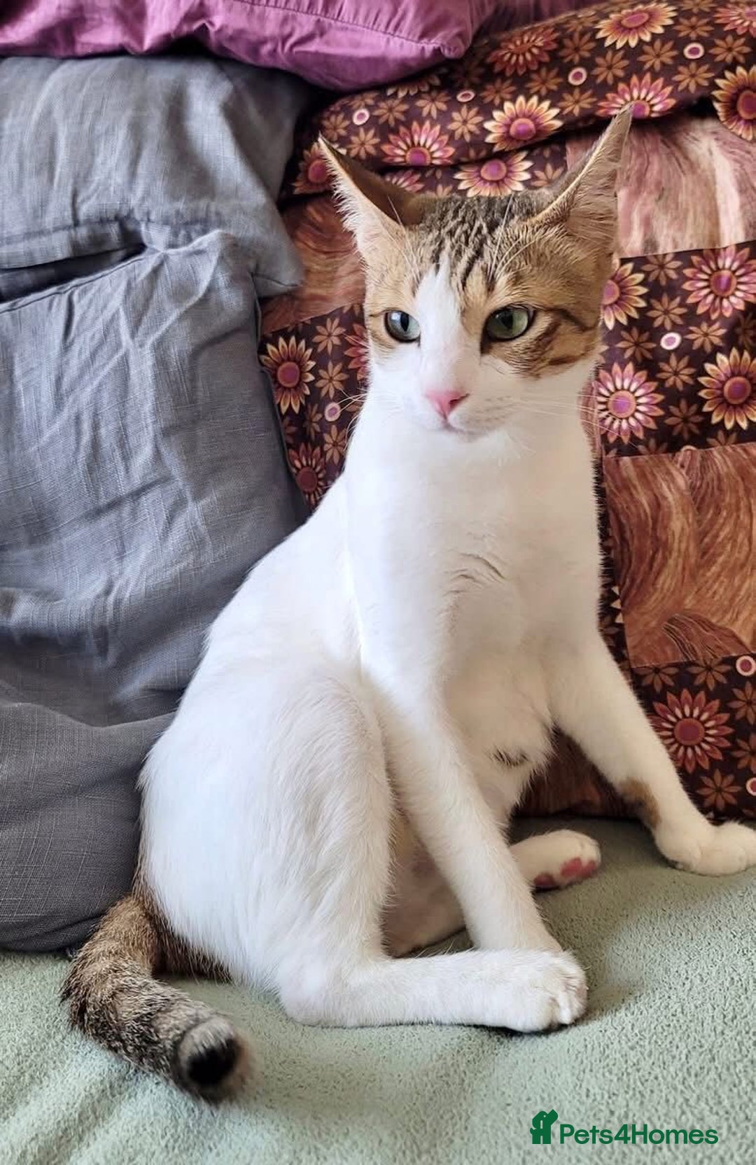 Mixed Breed cats for adoption: BOB &HARLEY BONDED BROTHERS NEUTERED FULL OF FUN  - Image 11