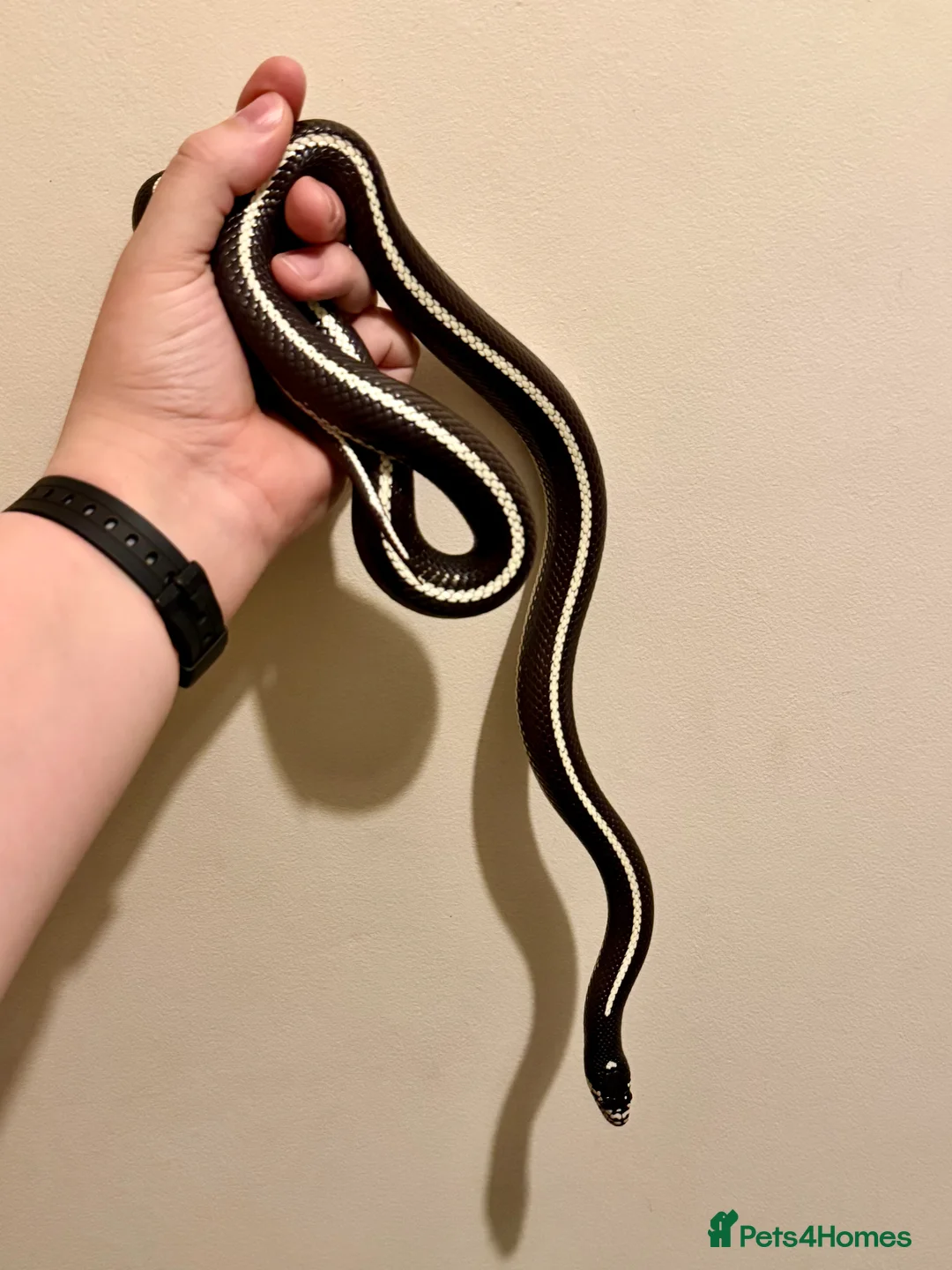 King Snake reptiles for sale: Male Striped California Kingsnake - Advert 3