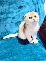 Scottish Fold cats - Advert 6