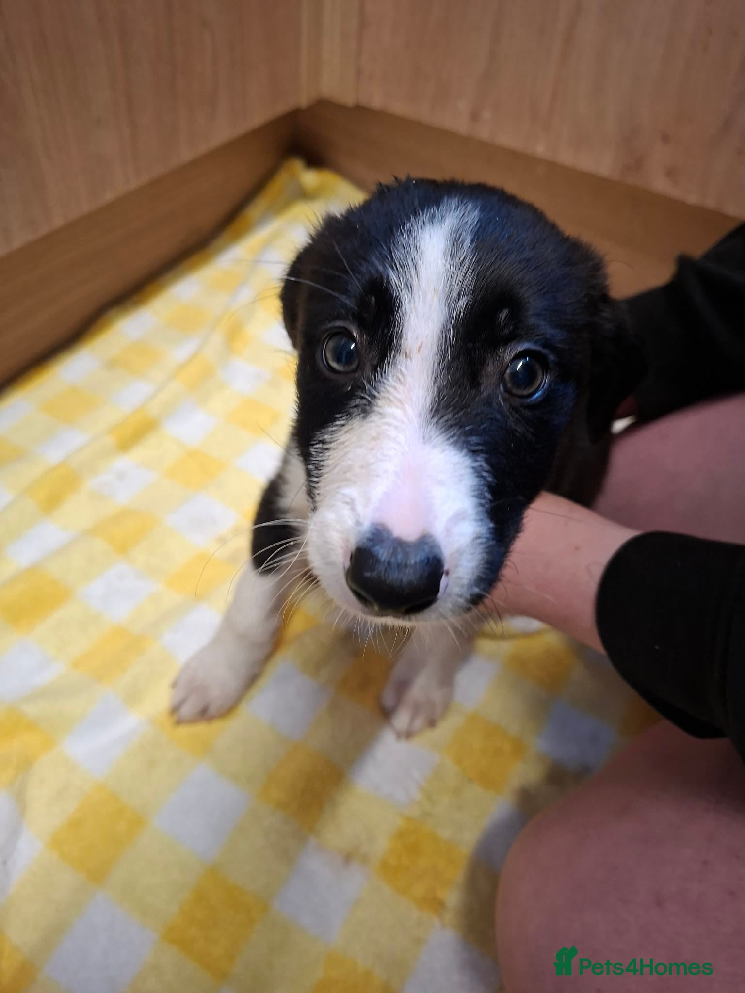 Border Collie dogs for sale: 4 male Border Collies for sale  - Advert 7