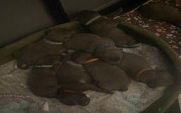 Staffordshire Bull Terrier dogs for sale: Litter of blue Staffordshire bull terriers  - Image 25