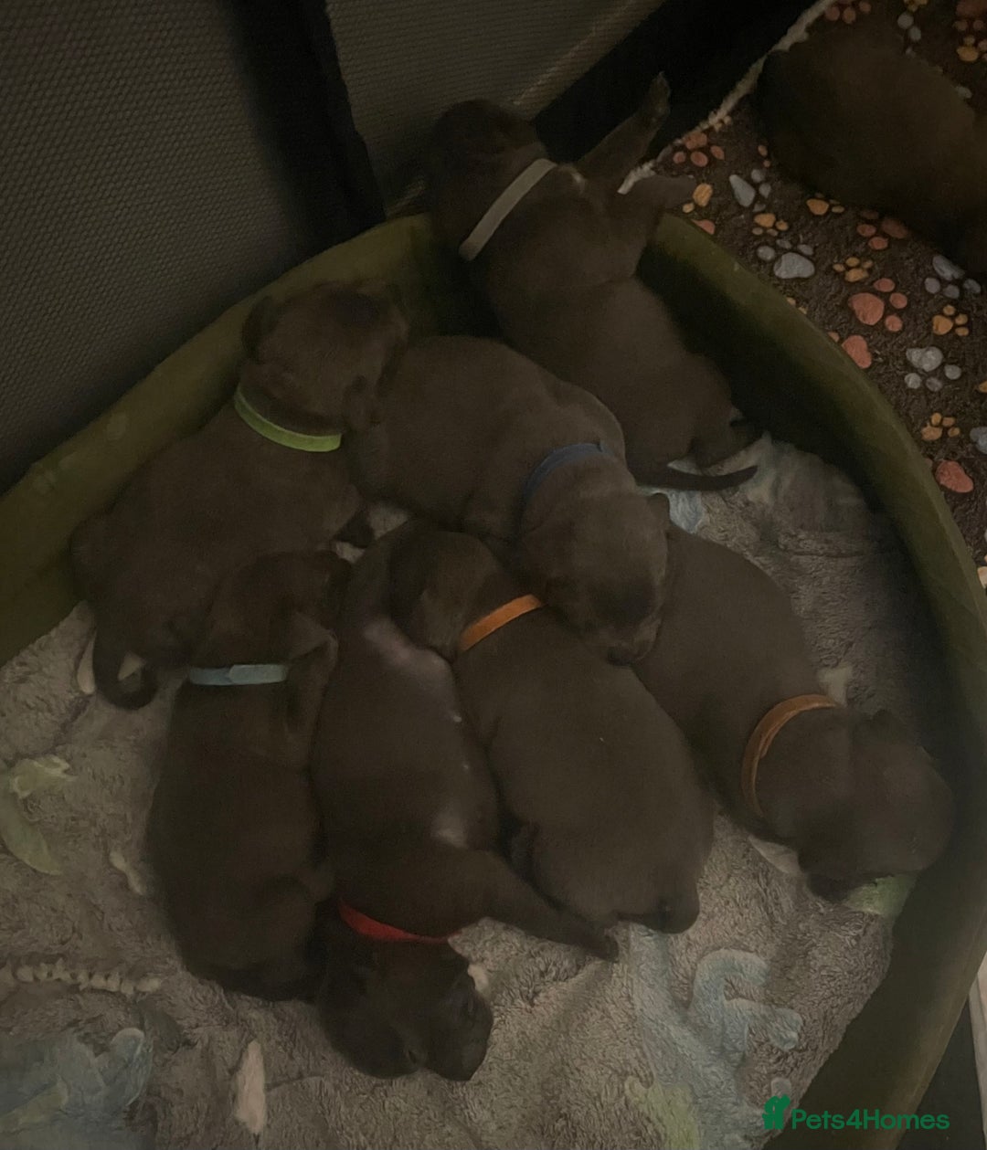 Staffordshire Bull Terrier dogs for sale: Litter of blue Staffordshire bull terriers  - Image 25