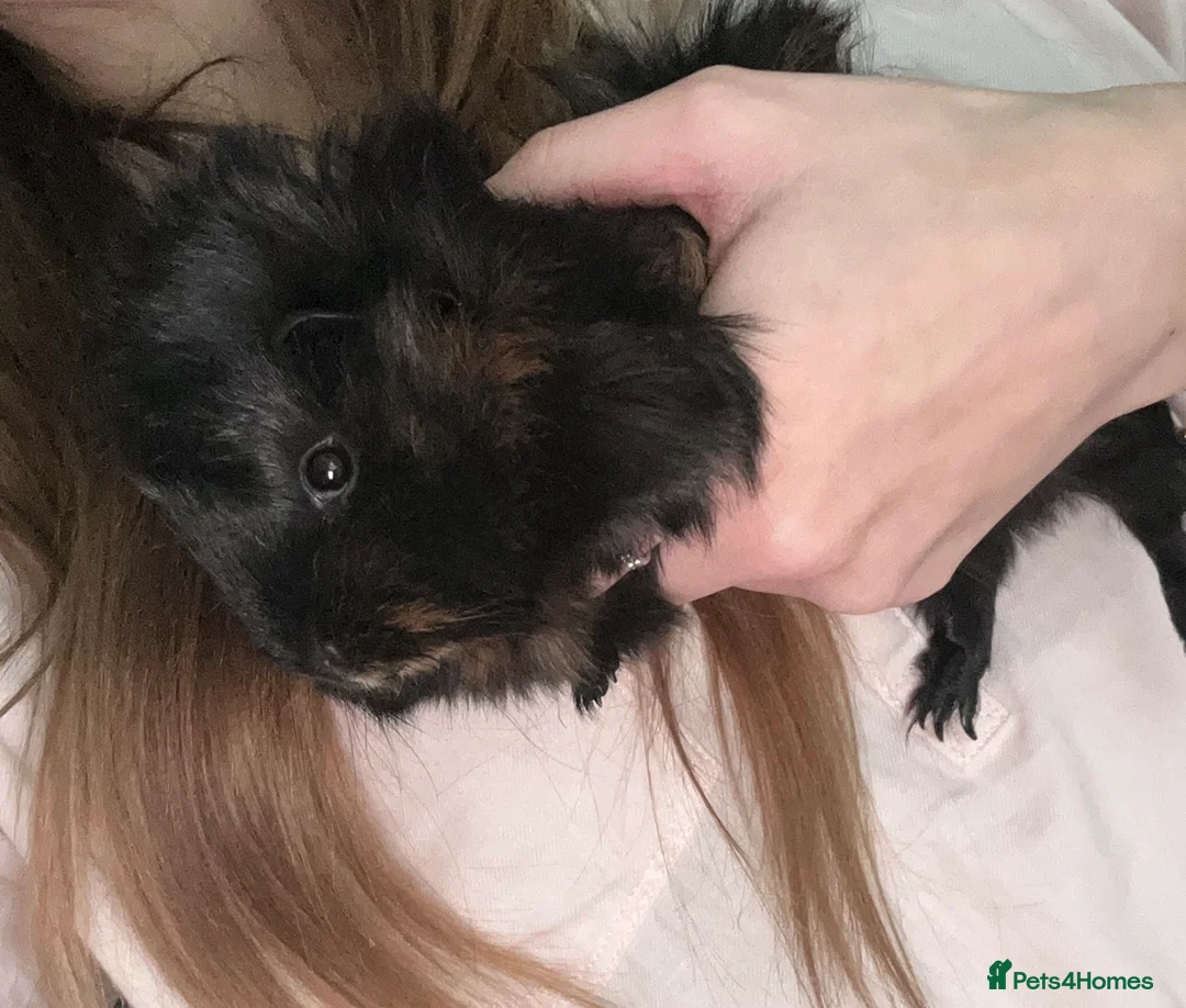 Guinea Pig rodents for sale: Two guinea pigs in Burntisland - Advert 2