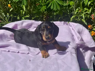Miniature Dachshund dogs Boys kc reg dna tested mini dachshund puppies - Advert 5