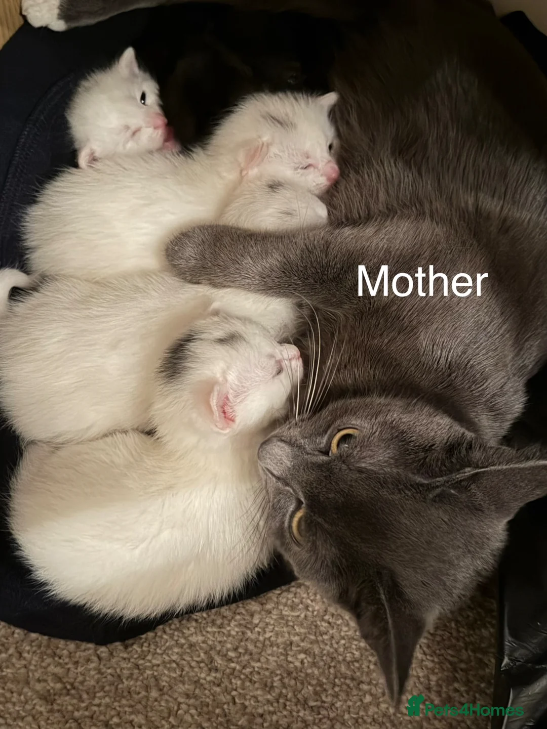 Mixed Breed cats for sale: Mix Breed Kittens in Gillingham - Advert 2