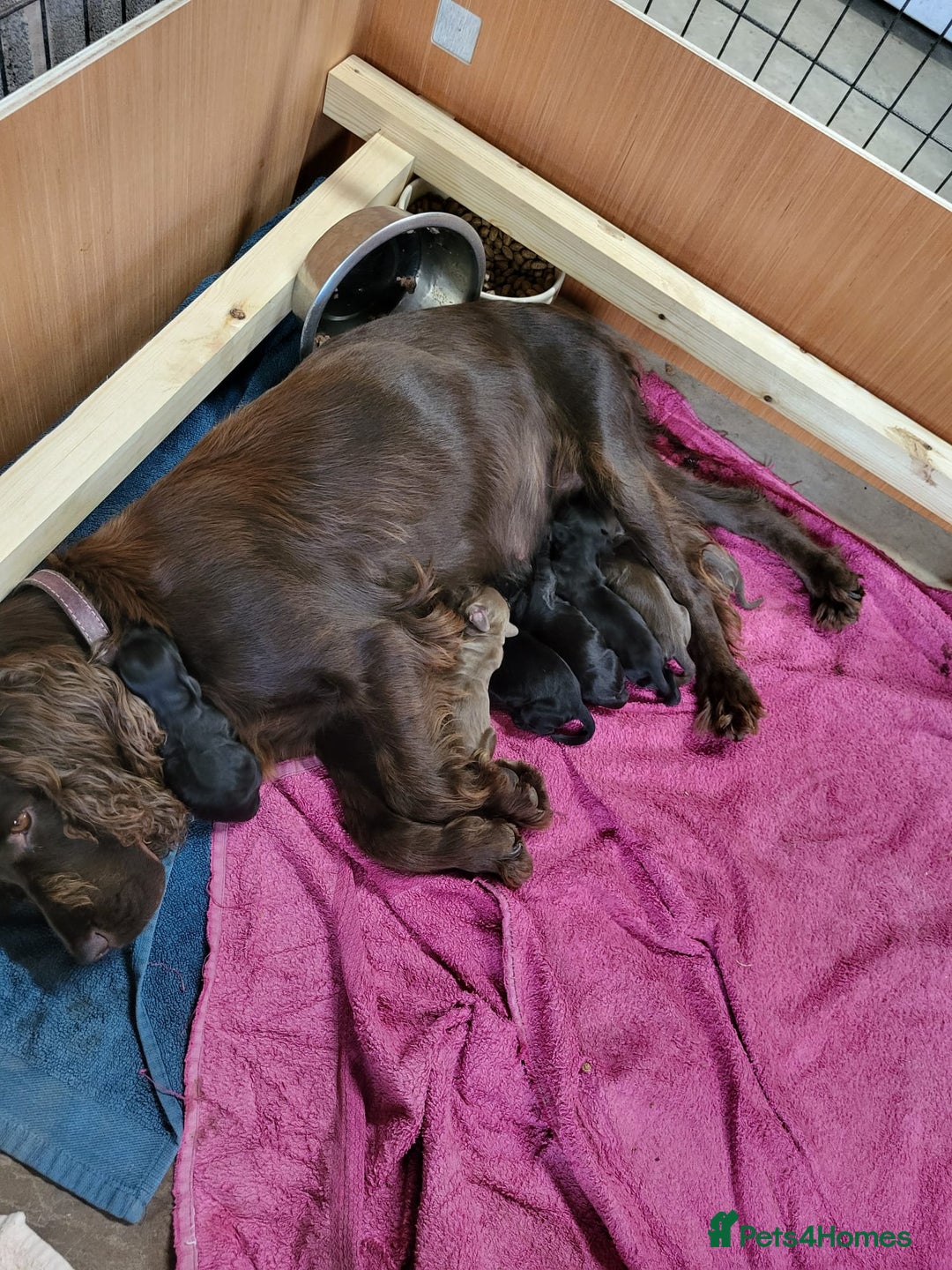 Cocker Spaniel dogs for sale: Cocker Spaniel - Image 8