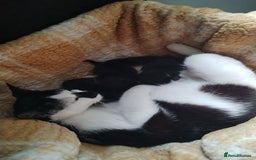 Mixed Breed cats for sale: 18-week old kitten needing a new home  - Image 6