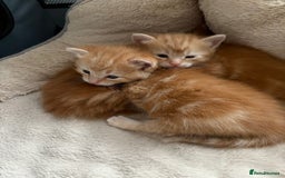 Mixed Breed cats for sale: Adorable fluffy ginger kittens  - Image 9