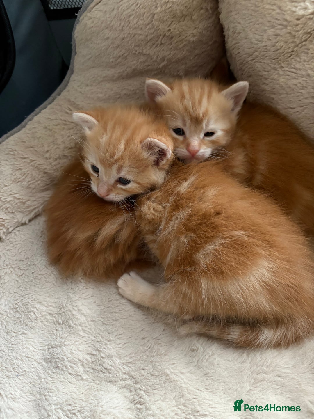 Mixed Breed cats for sale: Adorable fluffy ginger kittens  - Image 9