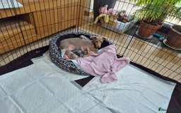 Jack Russell dogs for sale: Beautiful Lilac & Blue Jack Russell puppies  - Image 1