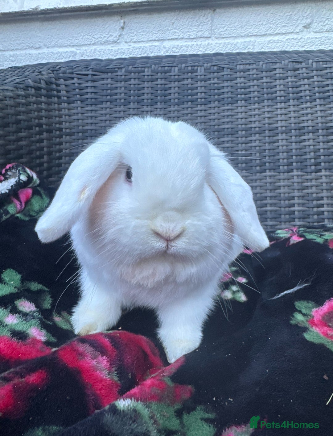 Mini Lop rabbits for sale: Mini lop male 10 weeks old  - Image 5