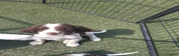 English Springer Spaniel dogs for sale: Kc registered English springer spaniel puppies - Advert 6