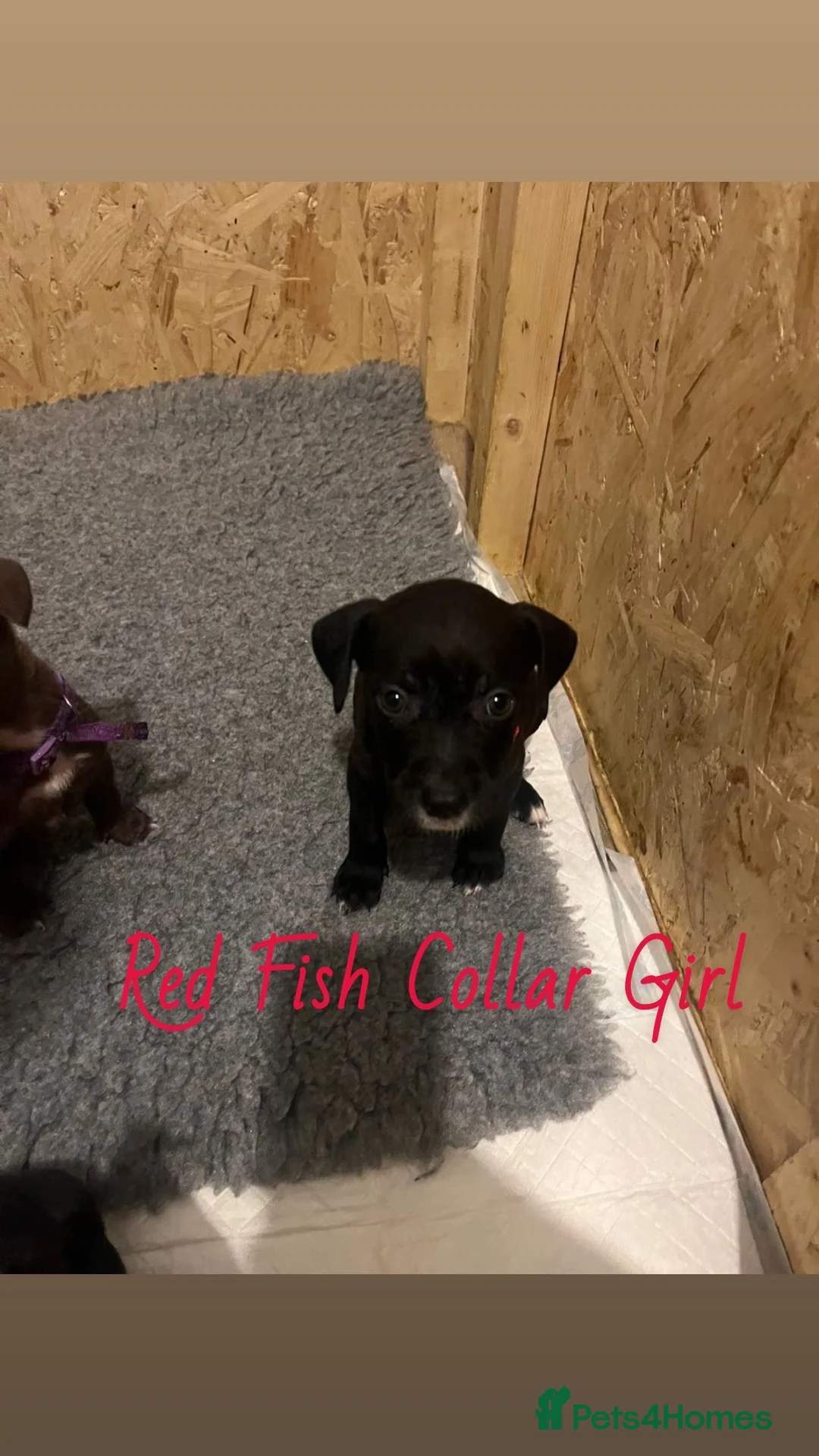 Mixed Breed dogs for sale: 2 Lurcher x Staffy pups left - READY TO LEAVE! - Advert 16