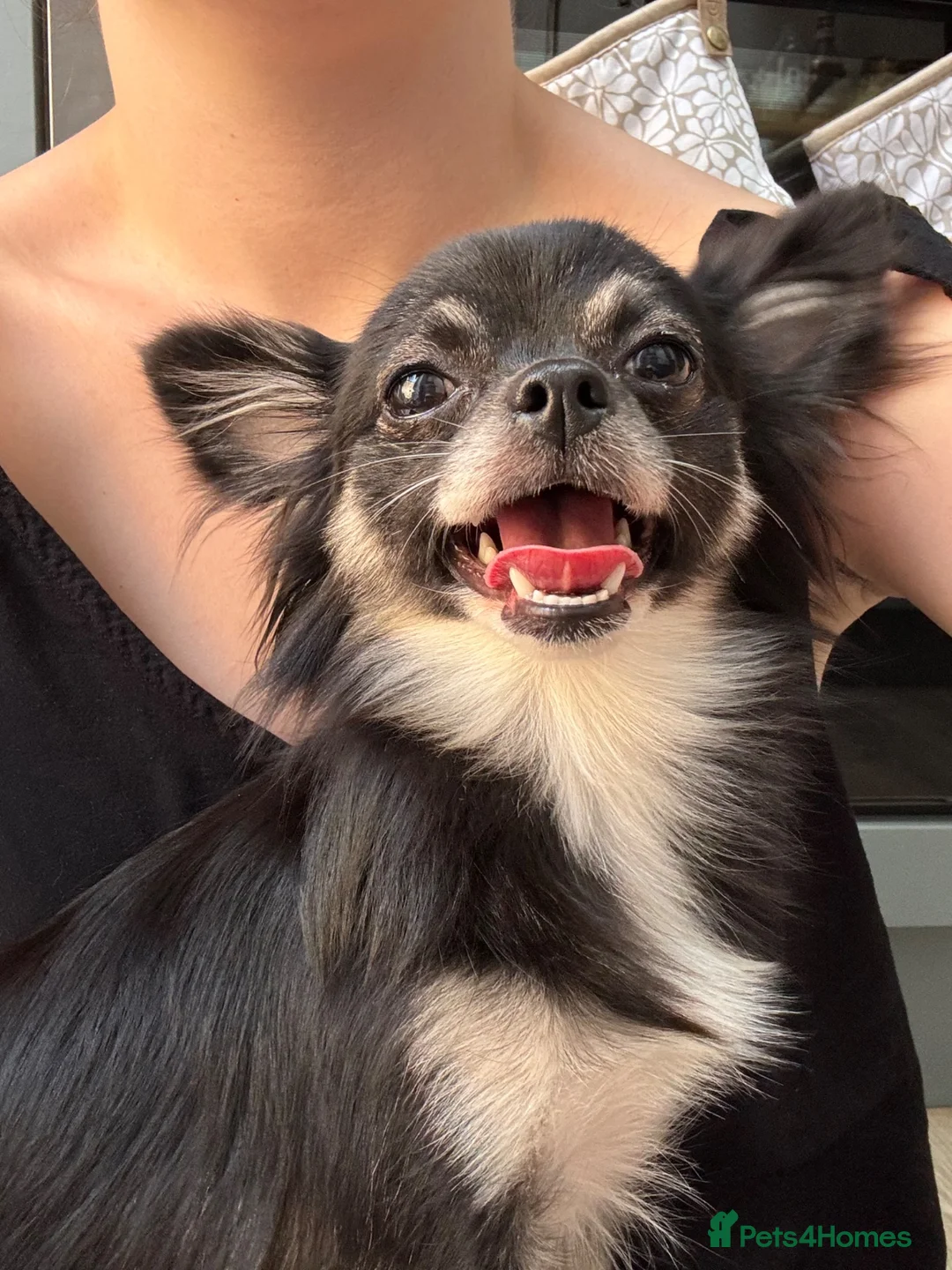 Chihuahua dogs for sale: Gorgeous two toned female chihuahua in Leicester - Advert 2