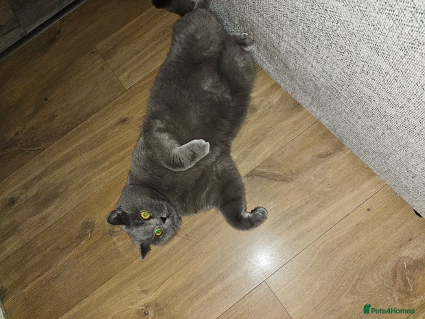 British Shorthair cats in Peterborough - Advert 13