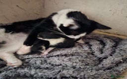 Mixed Breed cats for sale: Kittens 3 boys - Image 5