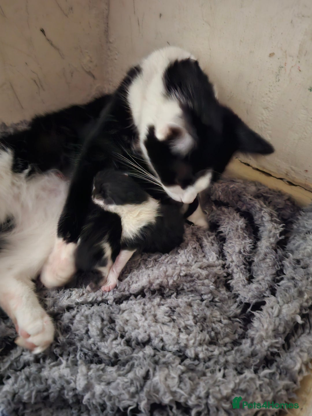 Mixed Breed cats for sale: Kittens 3 boys - Image 5