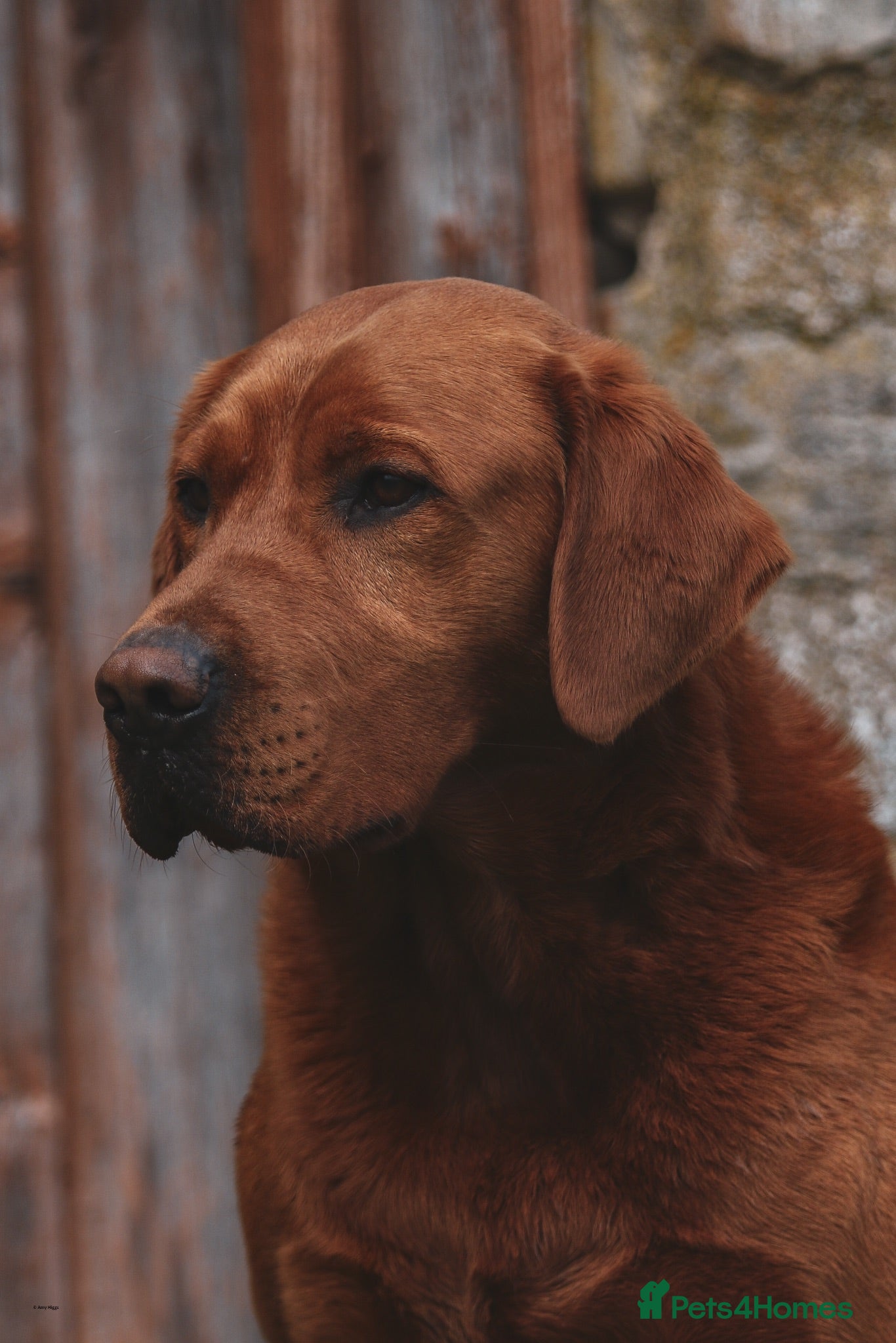 Labrador Retriever dogs Fully health tested proven lab studs - Advert 1